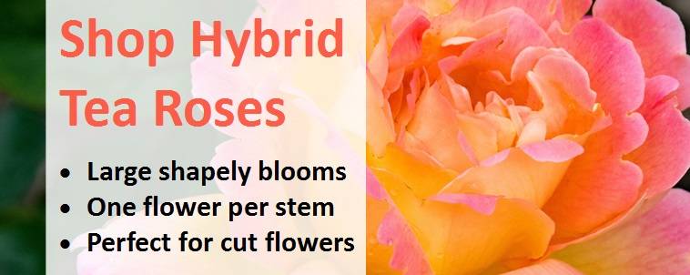 Shop for Hybrid Tea Roses 1